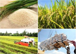 Xuất khẩu gạo không còn là nguồn chủ lực của ngành nông nghiệp Việt Nam