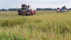 Tập trung ruộng đất để tạo điều kiện tái cơ cấu sx ngành nông nghiệp VN