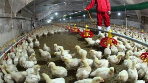 Việc sử dụng kháng sinh trong chăn nuôi mang đến nhiều hiểm họa tiềm ẩn