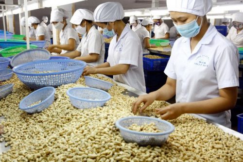 Nước ta có cơ hội trở thành “cashew hub” thế giới