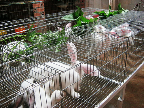 Cách làm chuồng nuôi thỏ