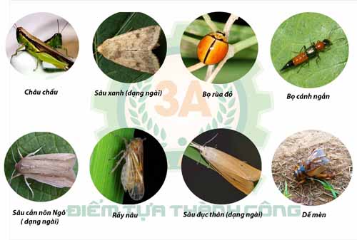 Một số loại côn trùng thường gây hại cho cây trồng