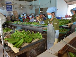 Bộ Nông nghiệp thành lập Cục mới mong “giải cứu” nông sản Việt Nam