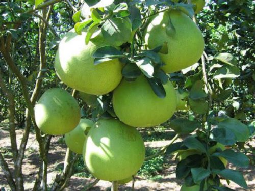 Trồng cây ăn quả gì có giá trị kinh tế cao - bưởi năm roi